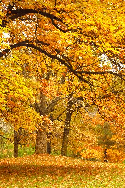 autumnal field with trees and leaves on the ground